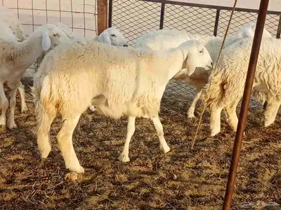 رخال طيبه العدد 25 7