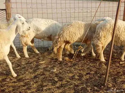 رخال طيبه العدد 25 2