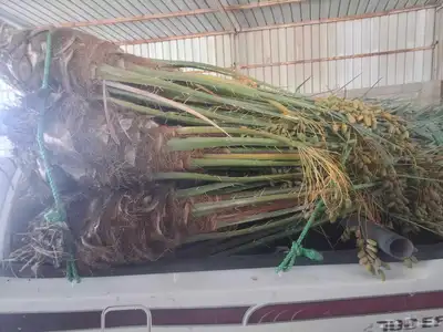 نخل البيع مثمر في مكه جده اطايف الجنوب 2