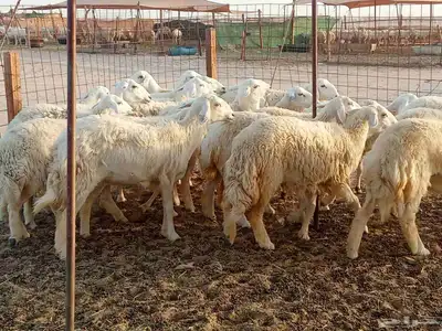 رخال طيبه العدد 25 9