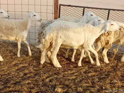 رخال طيبه العدد 25 6