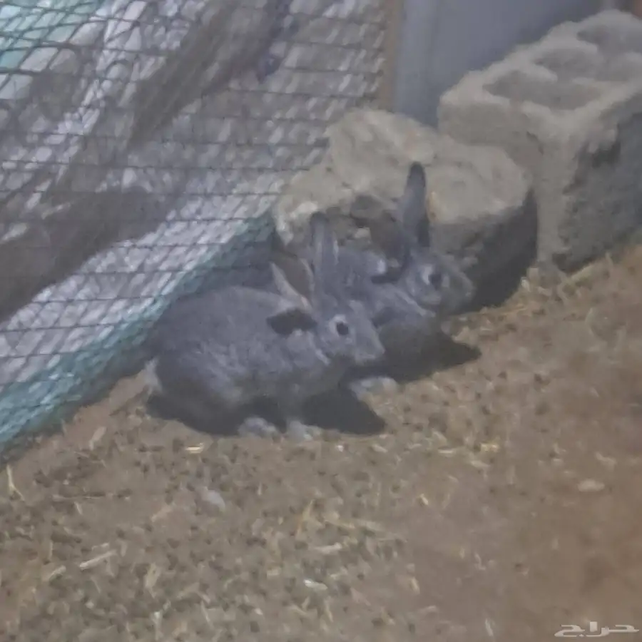 فروخ كروان 4