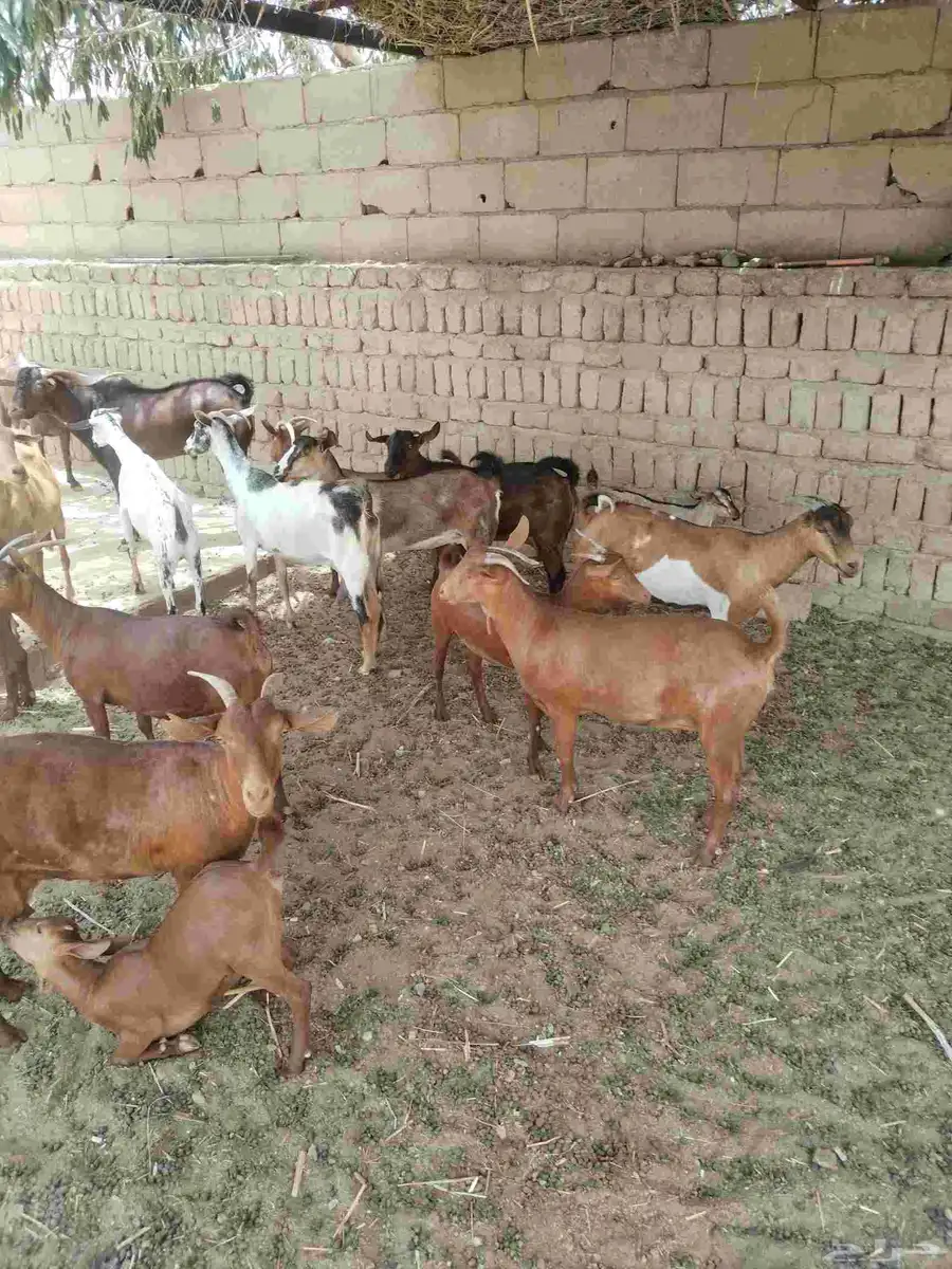 معزاء دهم كفو واغلبها دفع وفيها جفار جاهزه للفحل العدد 34 45