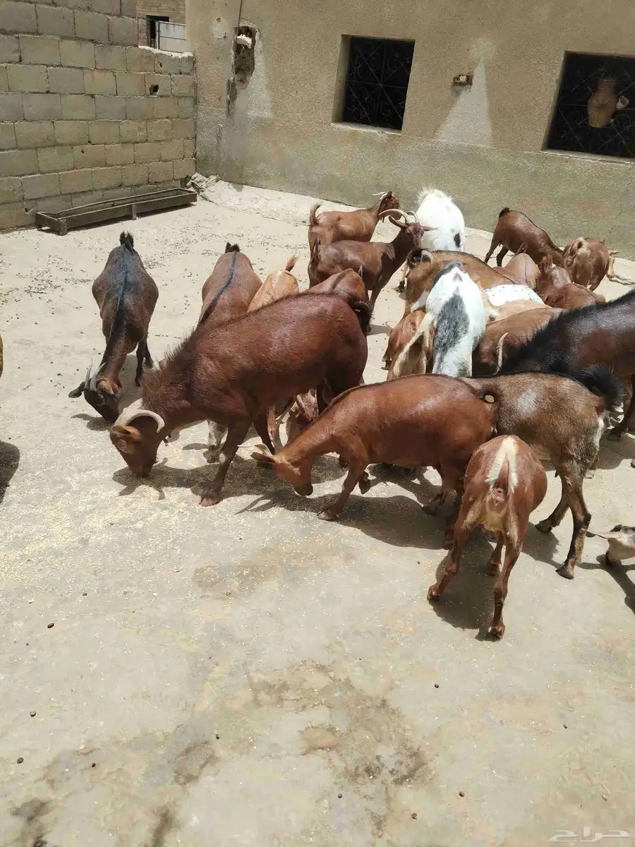 معزاء دهم كفو واغلبها دفع وفيها جفار جاهزه للفحل العدد 34 16