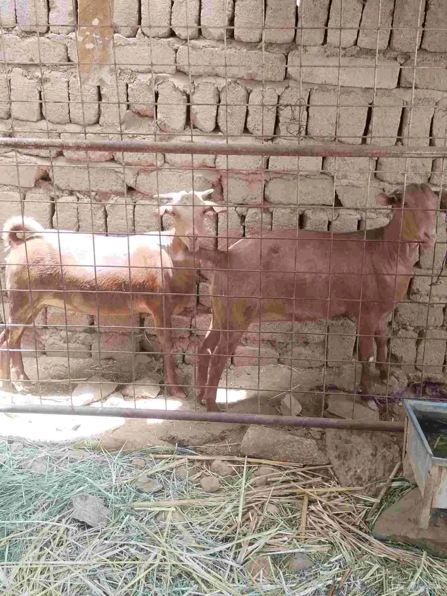 معزاء دهم كفو واغلبها دفع وفيها جفار جاهزه للفحل العدد 34 27