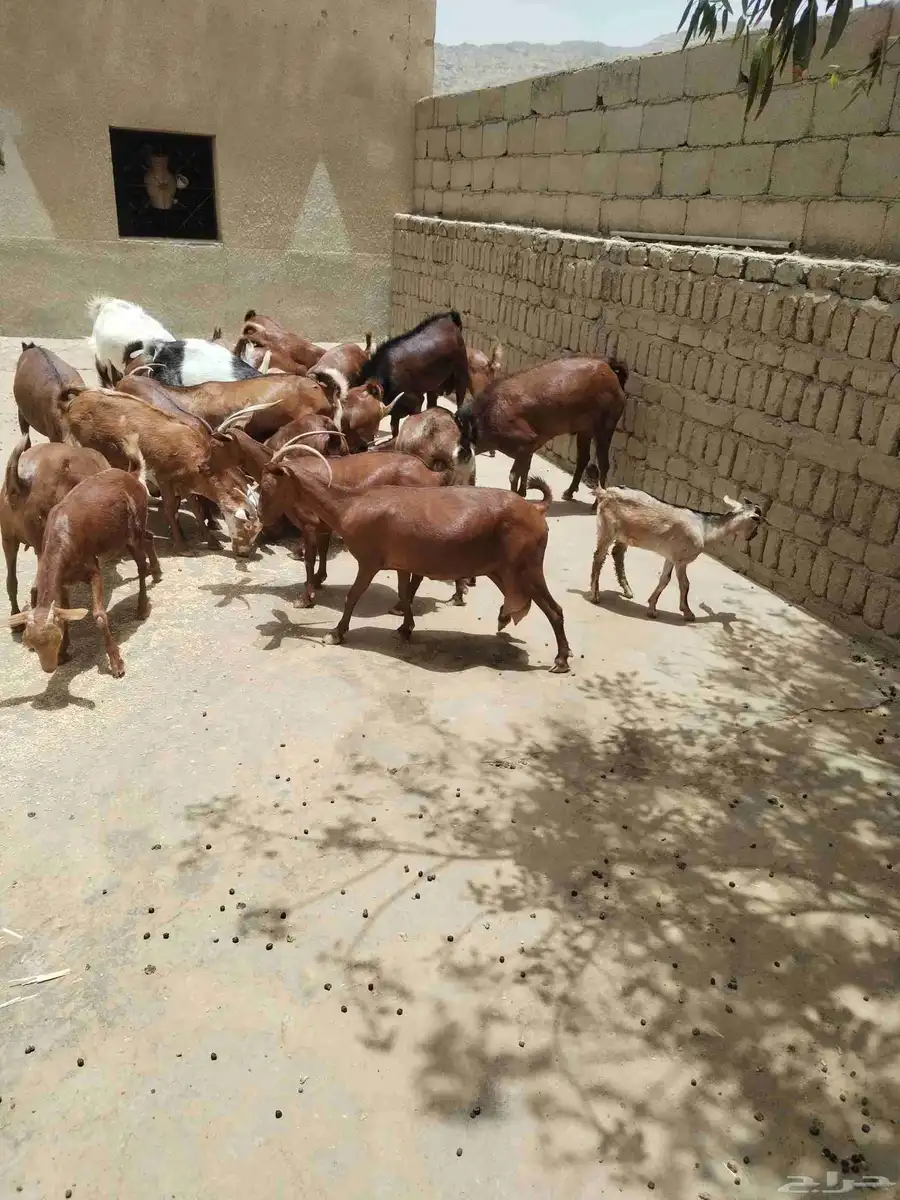 معزاء دهم كفو واغلبها دفع وفيها جفار جاهزه للفحل العدد 34 18