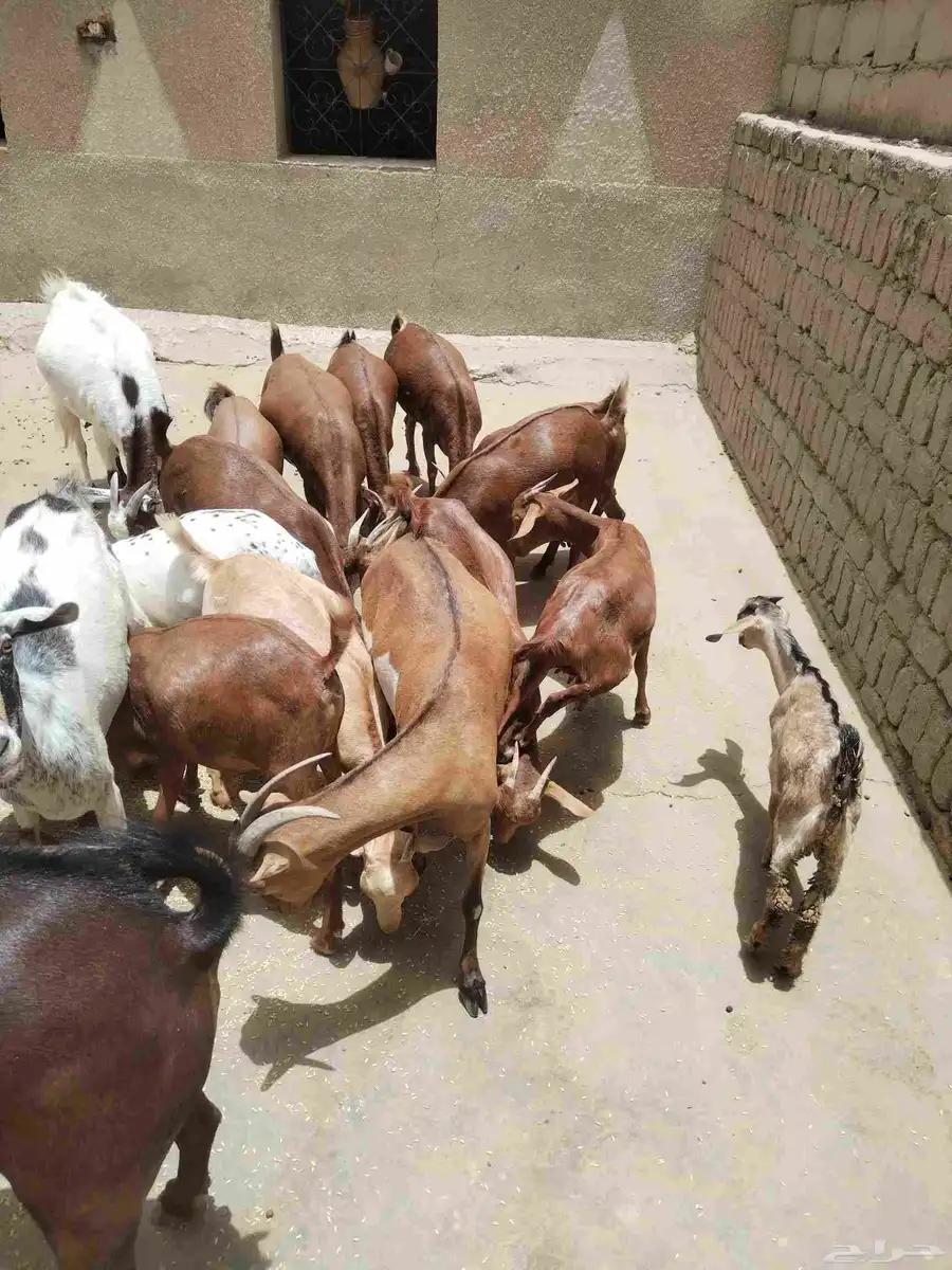 معزاء دهم كفو واغلبها دفع وفيها جفار جاهزه للفحل العدد 34 15