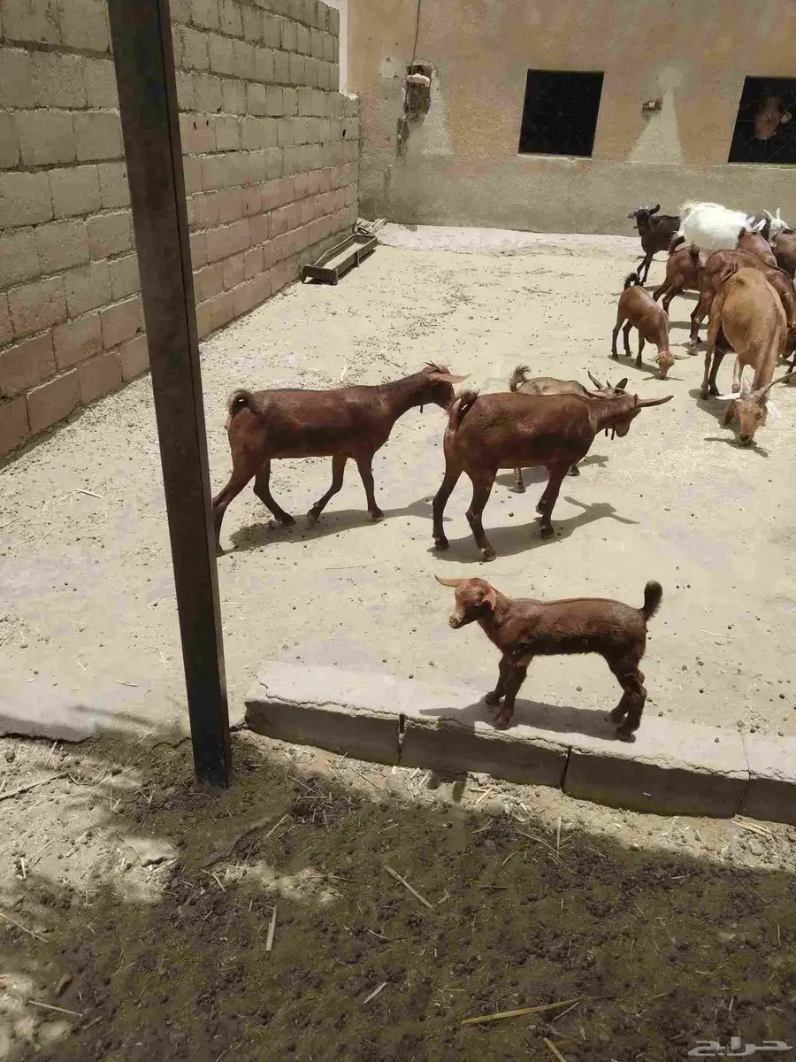 معزاء دهم كفو واغلبها دفع وفيها جفار جاهزه للفحل العدد 34 21