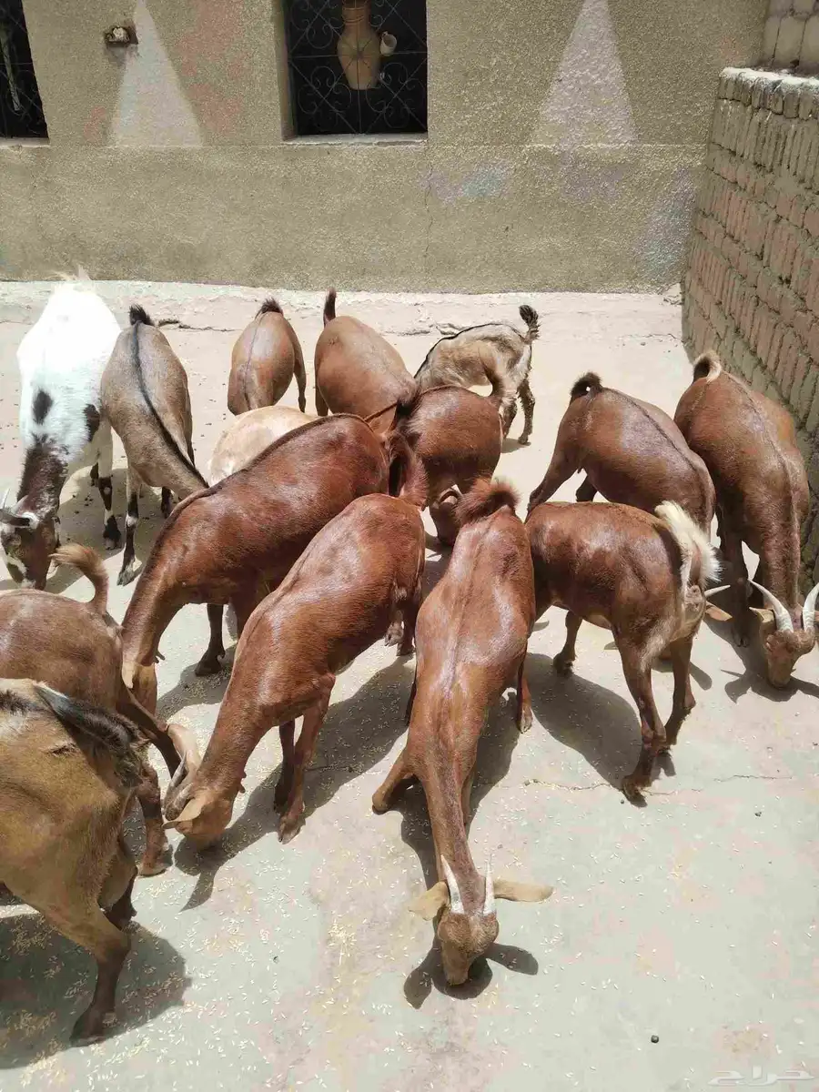 معزاء دهم كفو واغلبها دفع وفيها جفار جاهزه للفحل العدد 34 9