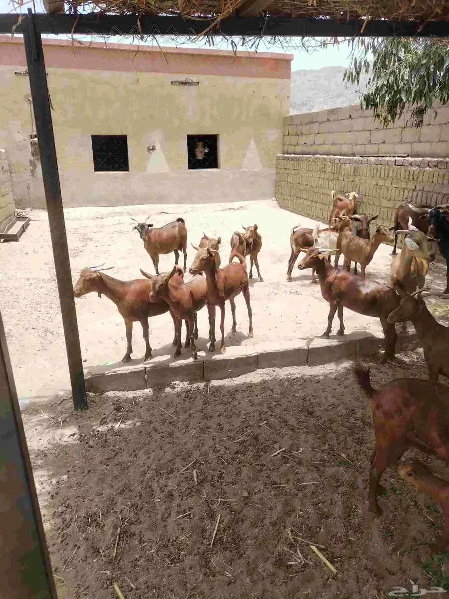 معزاء دهم كفو واغلبها دفع وفيها جفار جاهزه للفحل العدد 34 47
