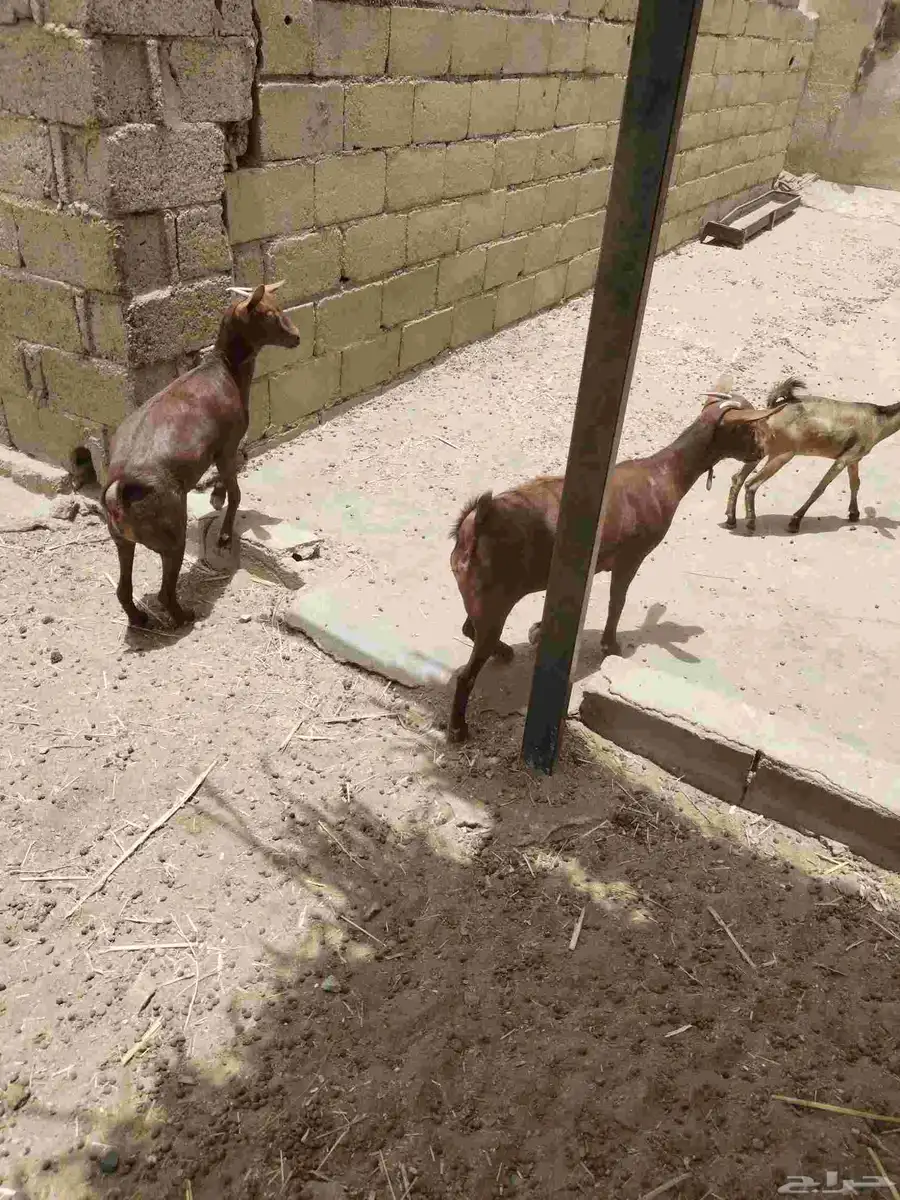 معزاء دهم كفو واغلبها دفع وفيها جفار جاهزه للفحل العدد 34 22