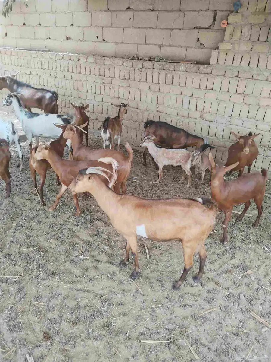 معزاء دهم كفو واغلبها دفع وفيها جفار جاهزه للفحل العدد 34 41