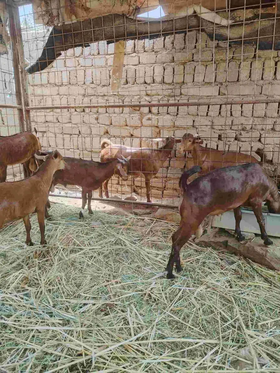 معزاء دهم كفو واغلبها دفع وفيها جفار جاهزه للفحل العدد 34 30