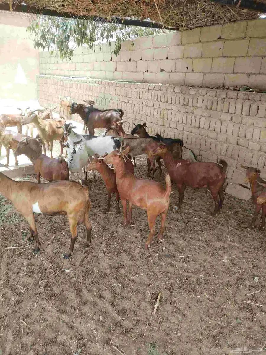 معزاء دهم كفو واغلبها دفع وفيها جفار جاهزه للفحل العدد 34 39