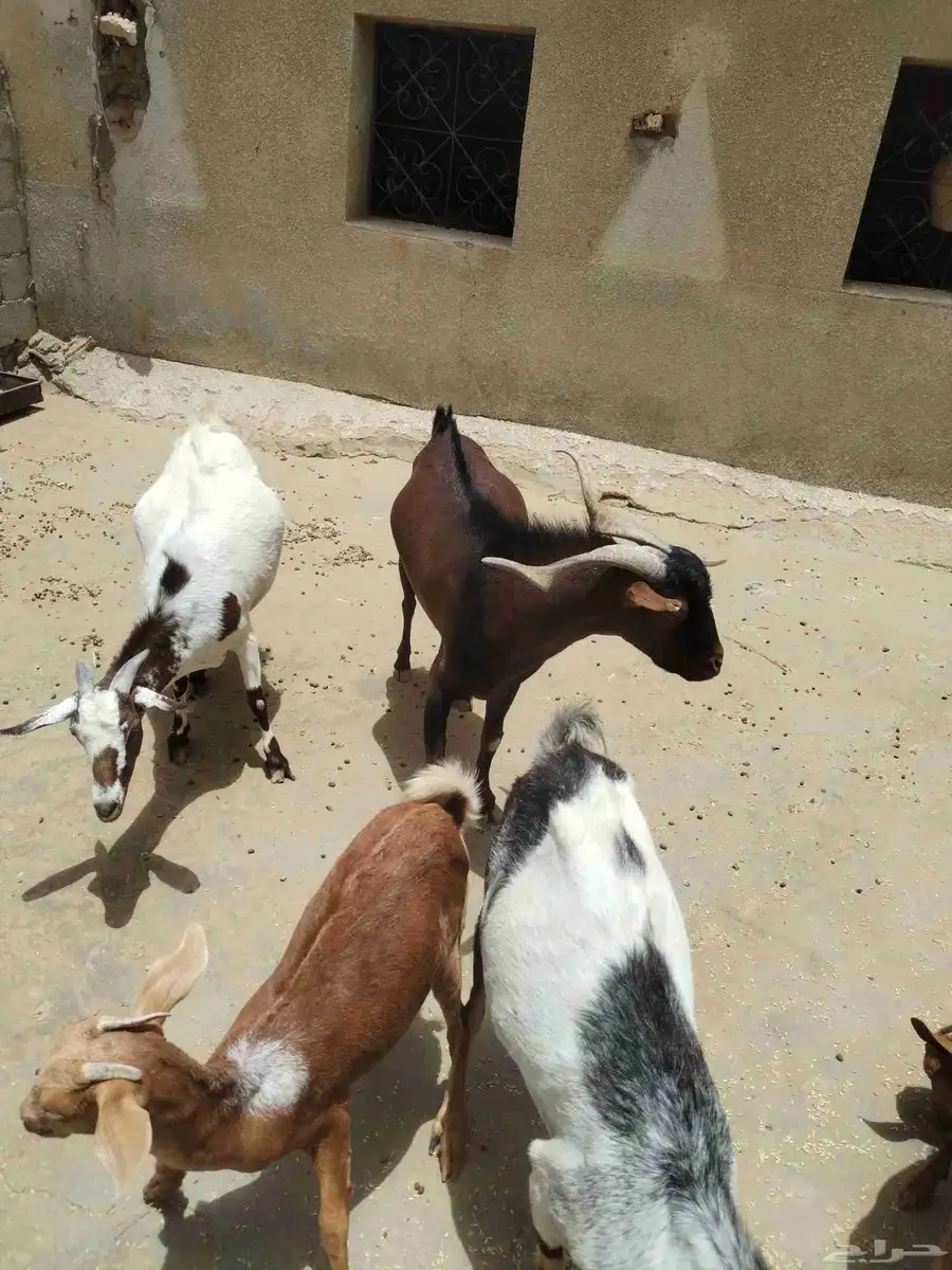معزاء دهم كفو واغلبها دفع وفيها جفار جاهزه للفحل العدد 34 4