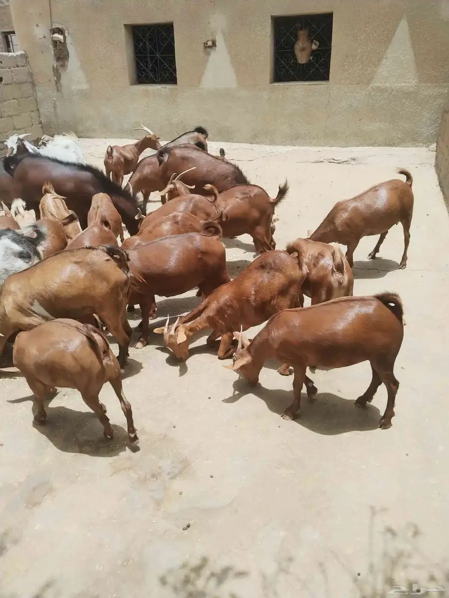 معزاء دهم كفو واغلبها دفع وفيها جفار جاهزه للفحل العدد 34 6