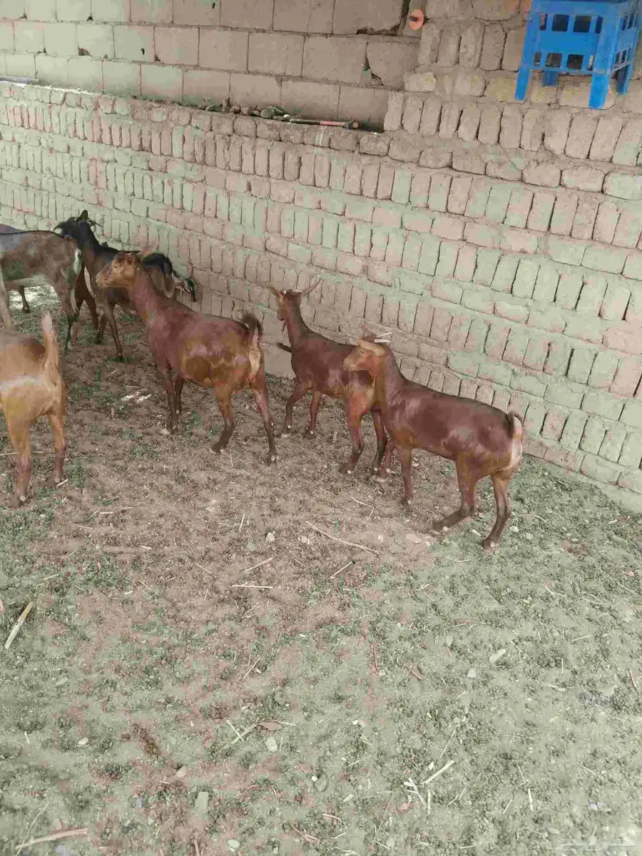 معزاء دهم كفو واغلبها دفع وفيها جفار جاهزه للفحل العدد 34 40