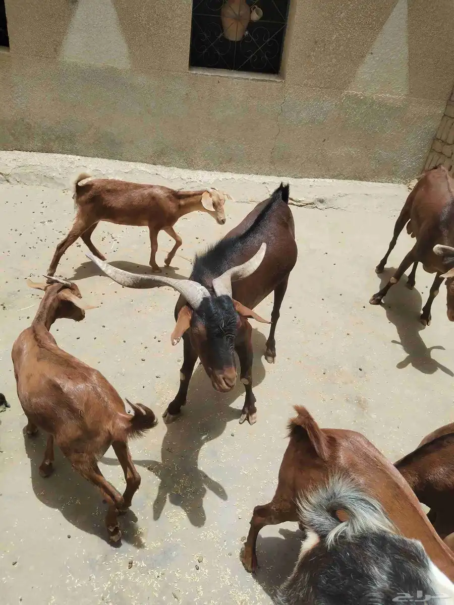 معزاء دهم كفو واغلبها دفع وفيها جفار جاهزه للفحل العدد 34 2