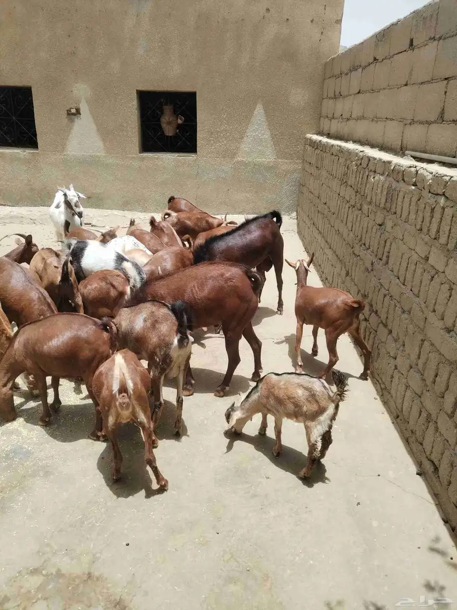 معزاء دهم كفو واغلبها دفع وفيها جفار جاهزه للفحل العدد 34 17