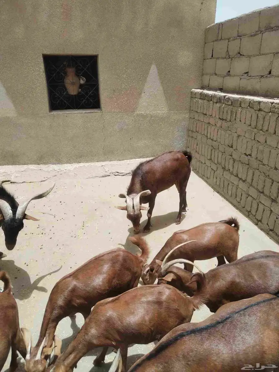 معزاء دهم كفو واغلبها دفع وفيها جفار جاهزه للفحل العدد 34 5