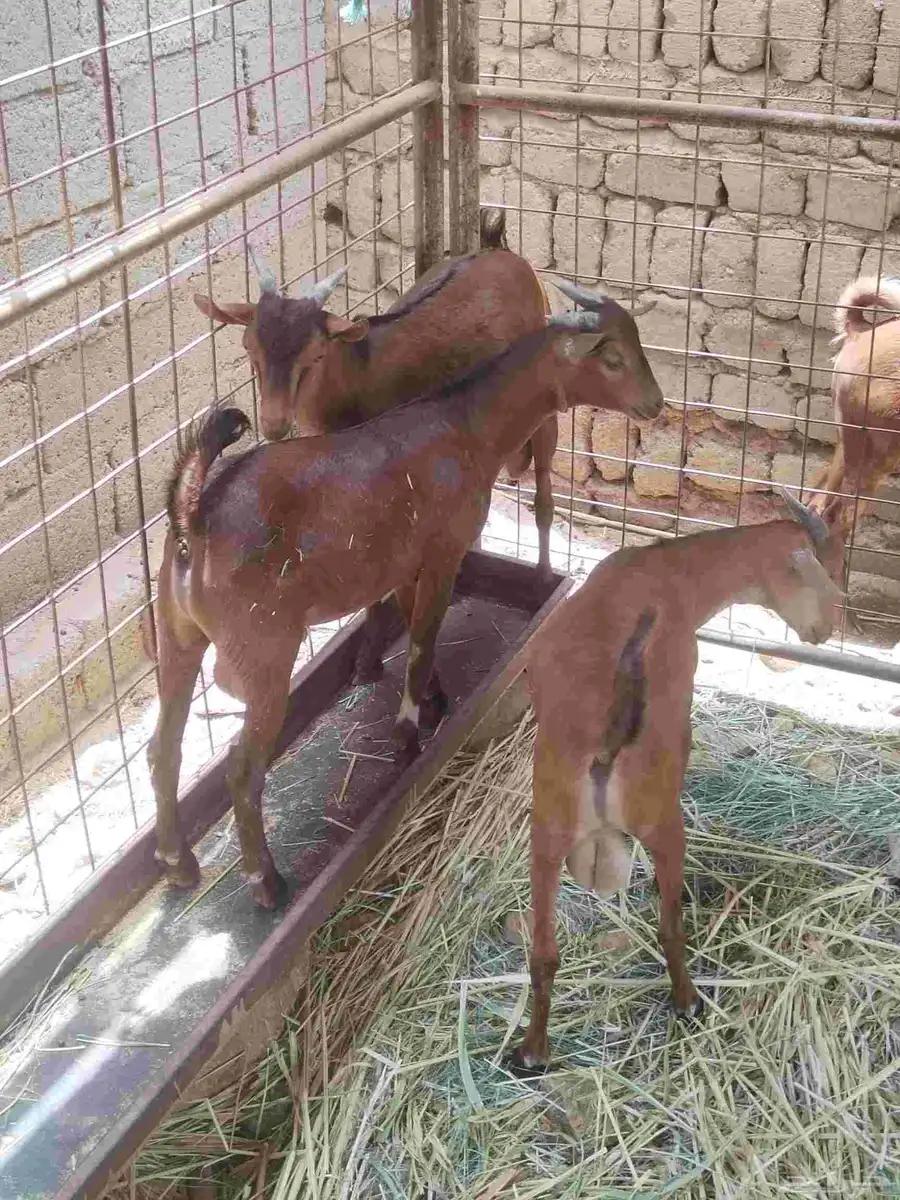 معزاء دهم كفو واغلبها دفع وفيها جفار جاهزه للفحل العدد 34 32