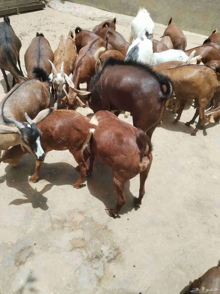 معزاء دهم كفو واغلبها دفع وفيها جفار جاهزه للفحل العدد 34 12