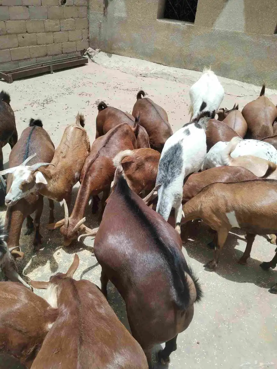 معزاء دهم كفو واغلبها دفع وفيها جفار جاهزه للفحل العدد 34 13