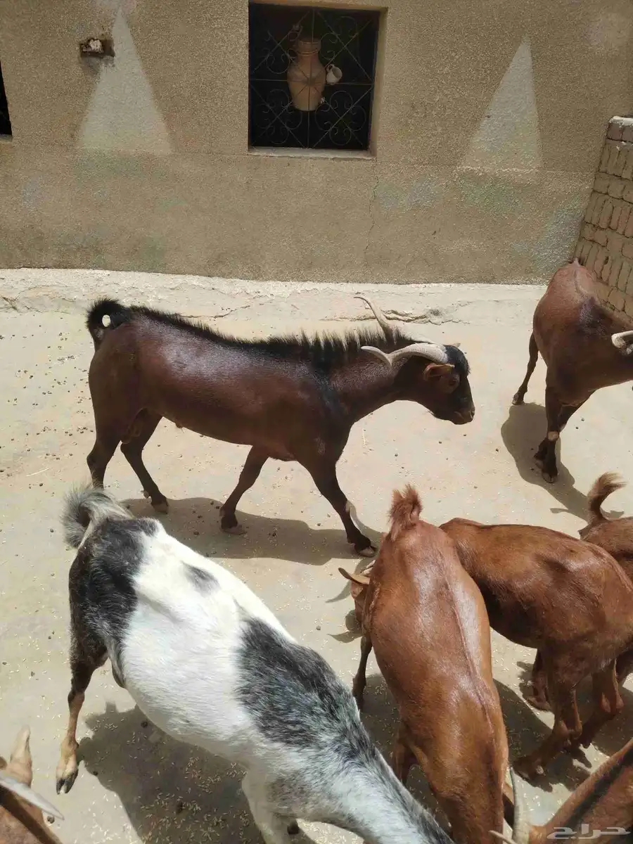 معزاء دهم كفو واغلبها دفع وفيها جفار جاهزه للفحل العدد 34 3