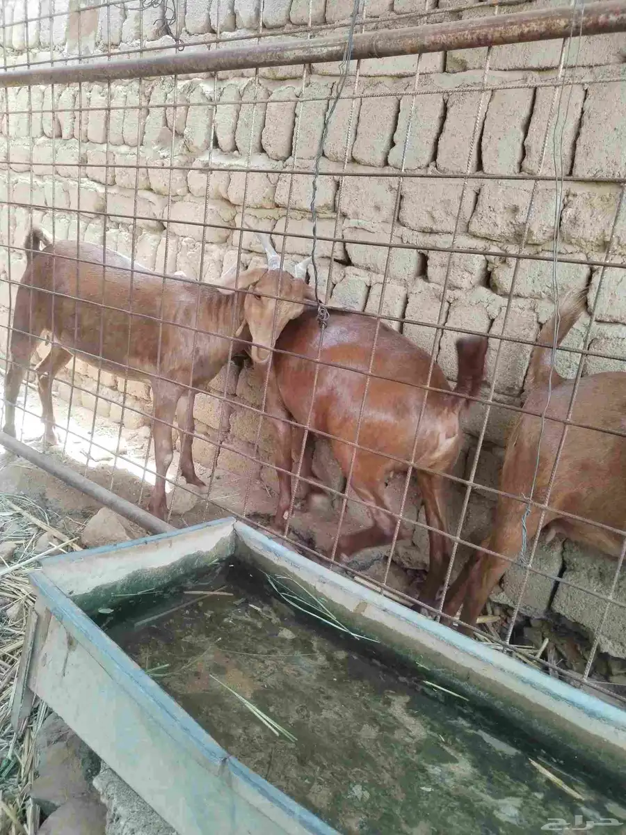 معزاء دهم كفو واغلبها دفع وفيها جفار جاهزه للفحل العدد 34 36