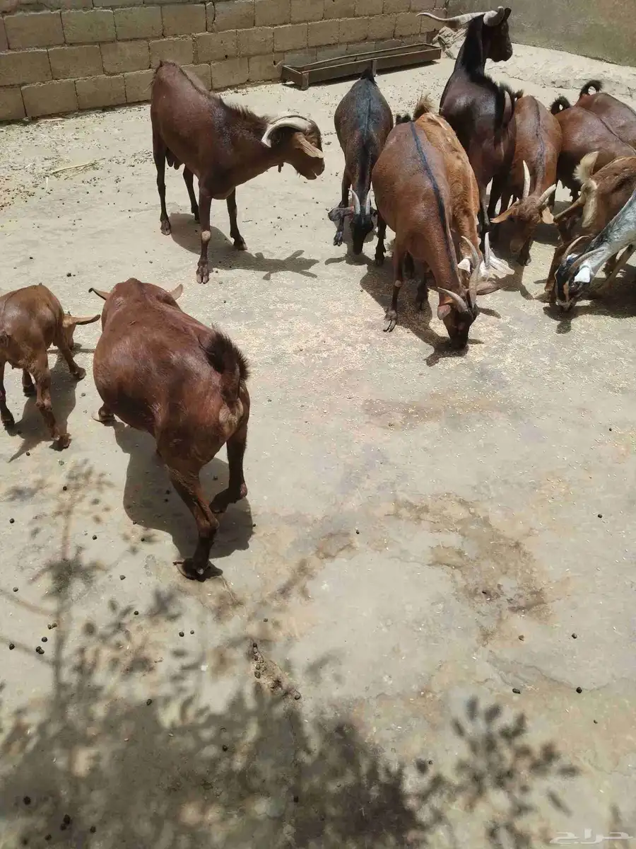 معزاء دهم كفو واغلبها دفع وفيها جفار جاهزه للفحل العدد 34 11