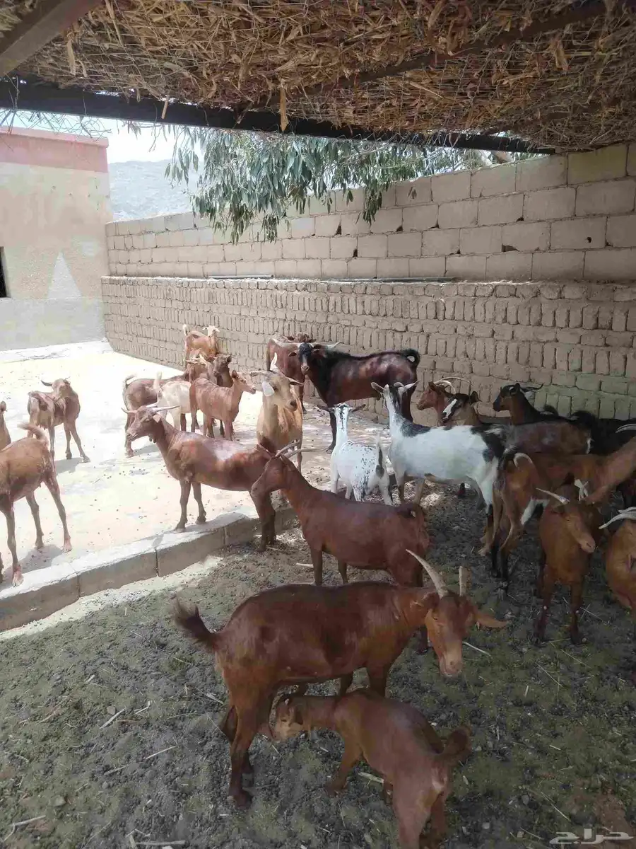 معزاء دهم كفو واغلبها دفع وفيها جفار جاهزه للفحل العدد 34 49