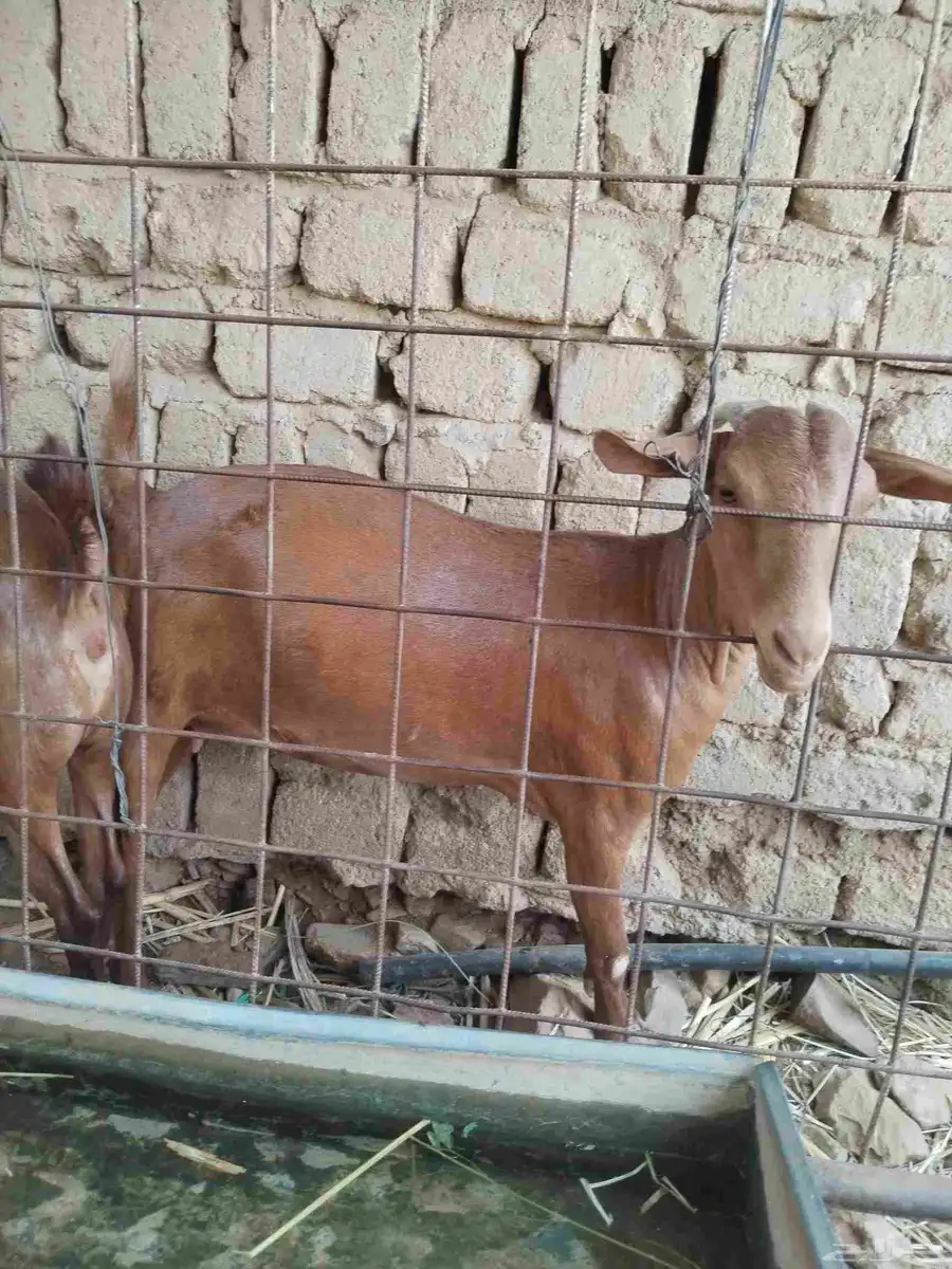 معزاء دهم كفو واغلبها دفع وفيها جفار جاهزه للفحل العدد 34 37