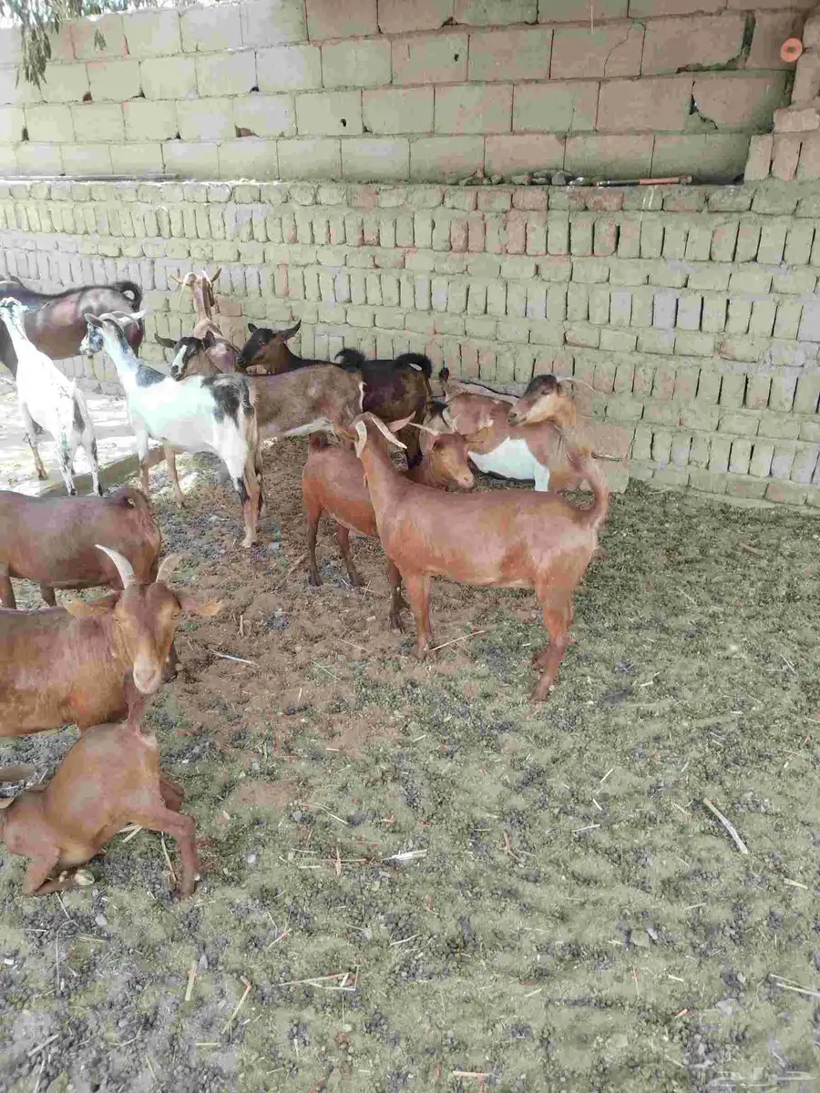 معزاء دهم كفو واغلبها دفع وفيها جفار جاهزه للفحل العدد 34 25