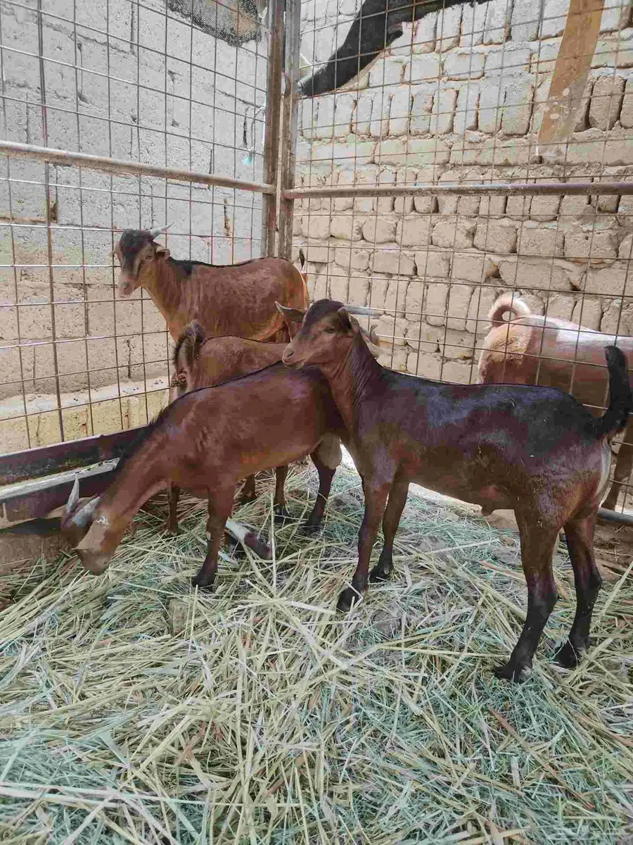 معزاء دهم كفو واغلبها دفع وفيها جفار جاهزه للفحل العدد 34 34