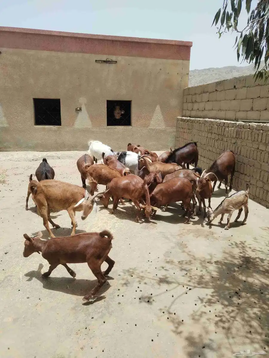 معزاء دهم كفو واغلبها دفع وفيها جفار جاهزه للفحل العدد 34 19
