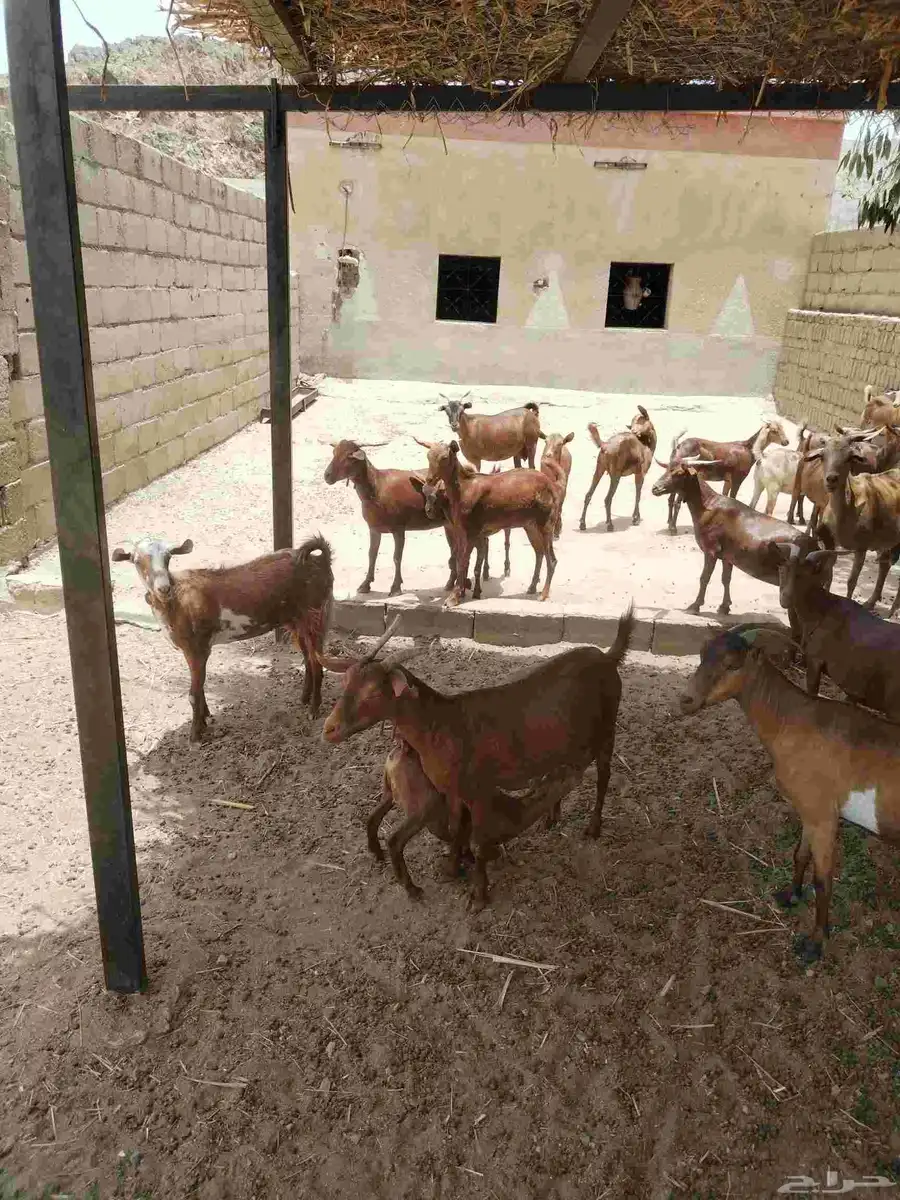 معزاء دهم كفو واغلبها دفع وفيها جفار جاهزه للفحل العدد 34 43