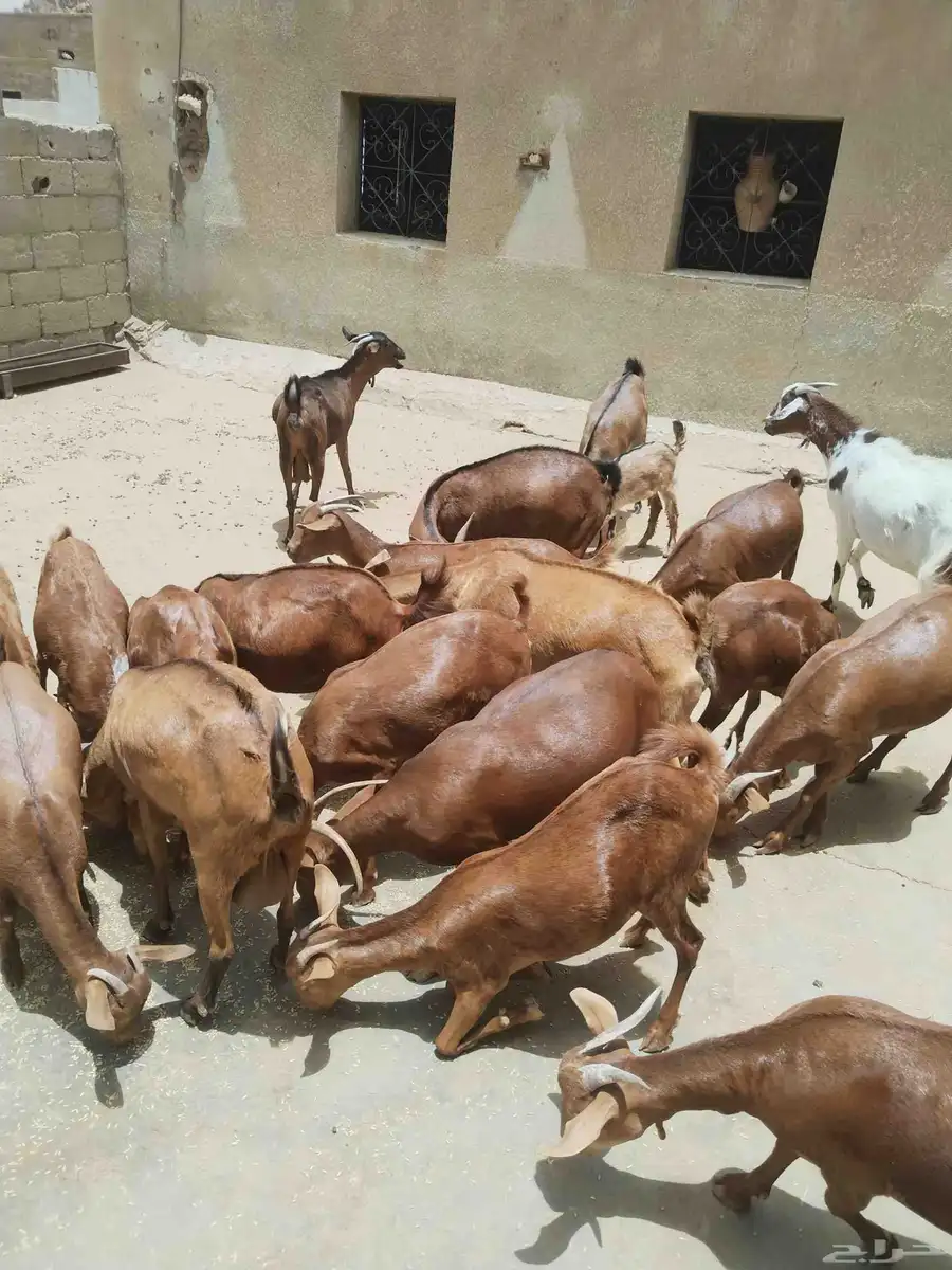 معزاء دهم كفو واغلبها دفع وفيها جفار جاهزه للفحل العدد 34 7