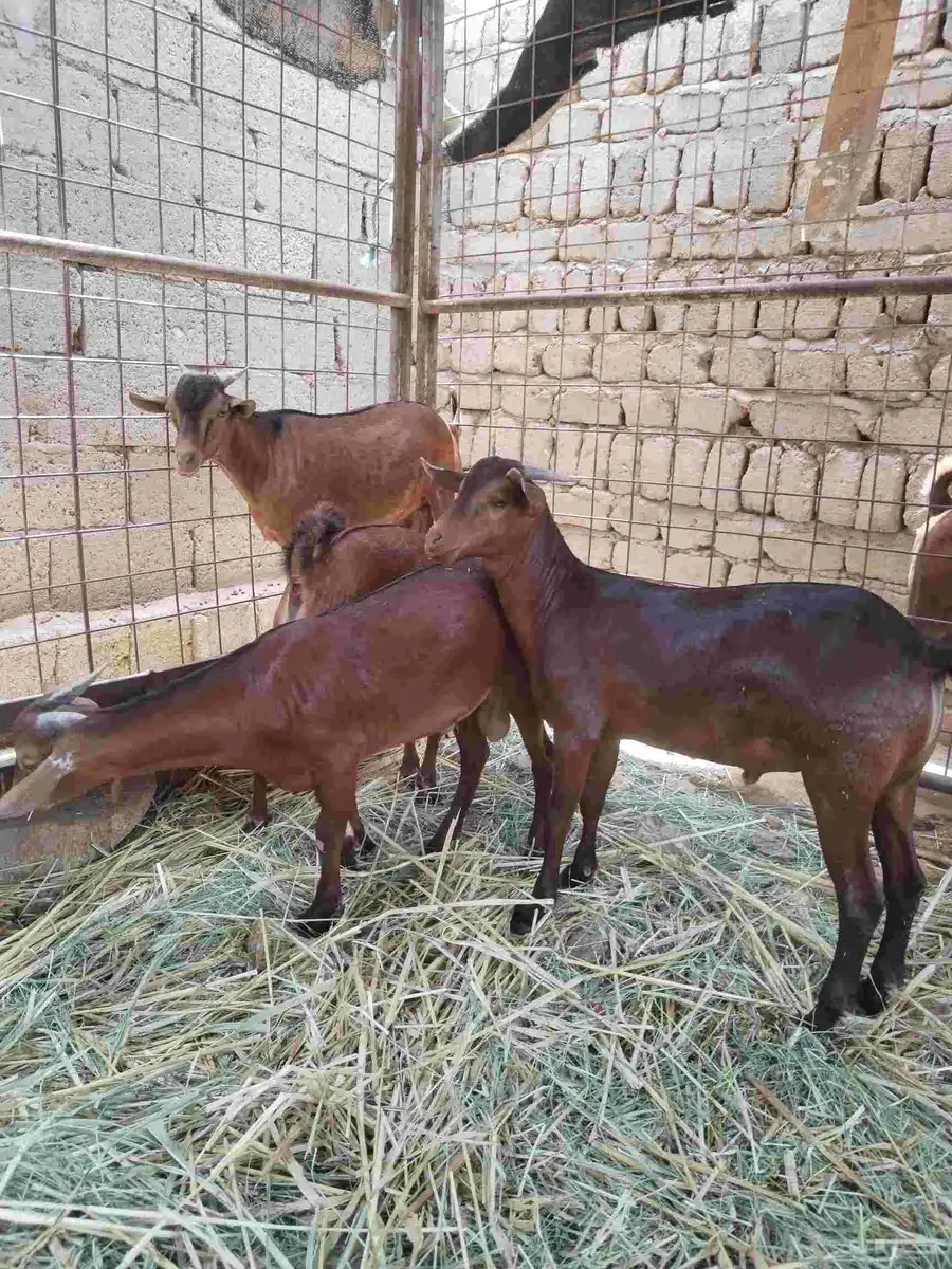 معزاء دهم كفو واغلبها دفع وفيها جفار جاهزه للفحل العدد 34 35