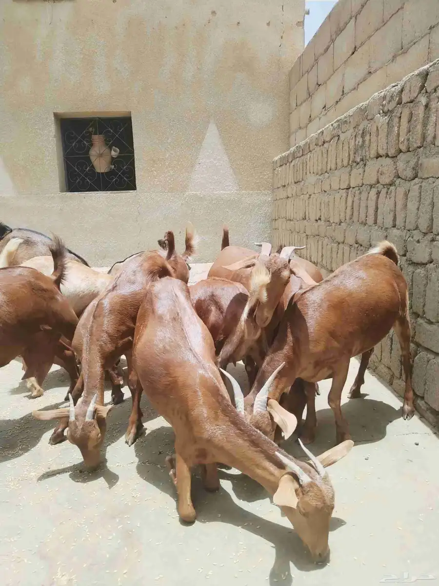 معزاء دهم كفو واغلبها دفع وفيها جفار جاهزه للفحل العدد 34 8