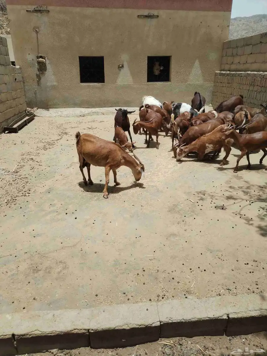 معزاء دهم كفو واغلبها دفع وفيها جفار جاهزه للفحل العدد 34 20
