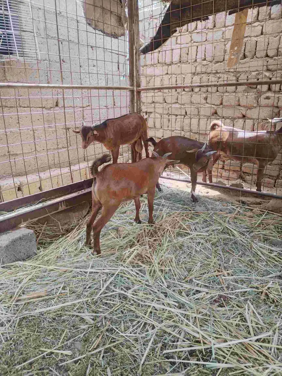 معزاء دهم كفو واغلبها دفع وفيها جفار جاهزه للفحل العدد 34 33