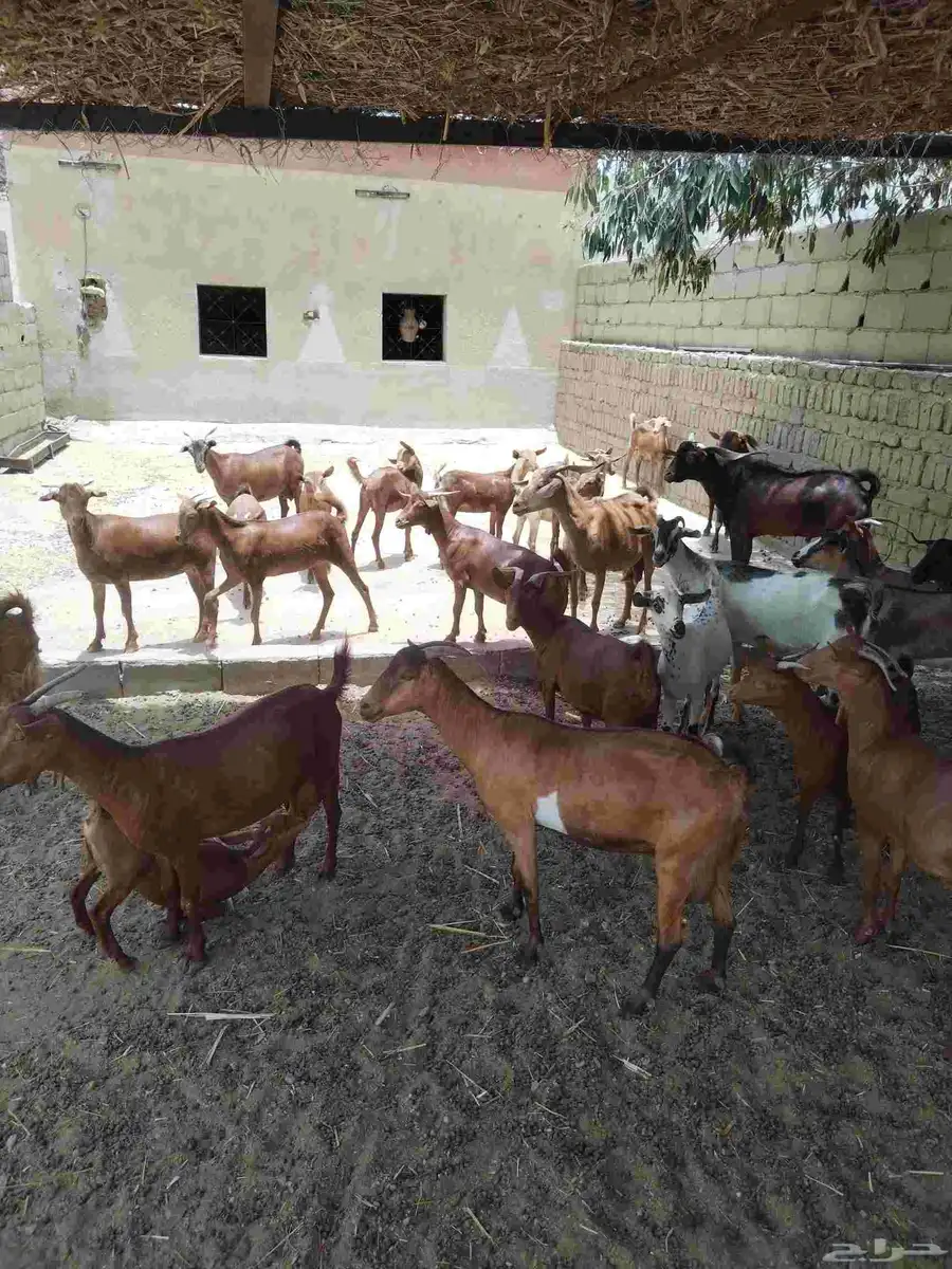 معزاء دهم كفو واغلبها دفع وفيها جفار جاهزه للفحل العدد 34 42