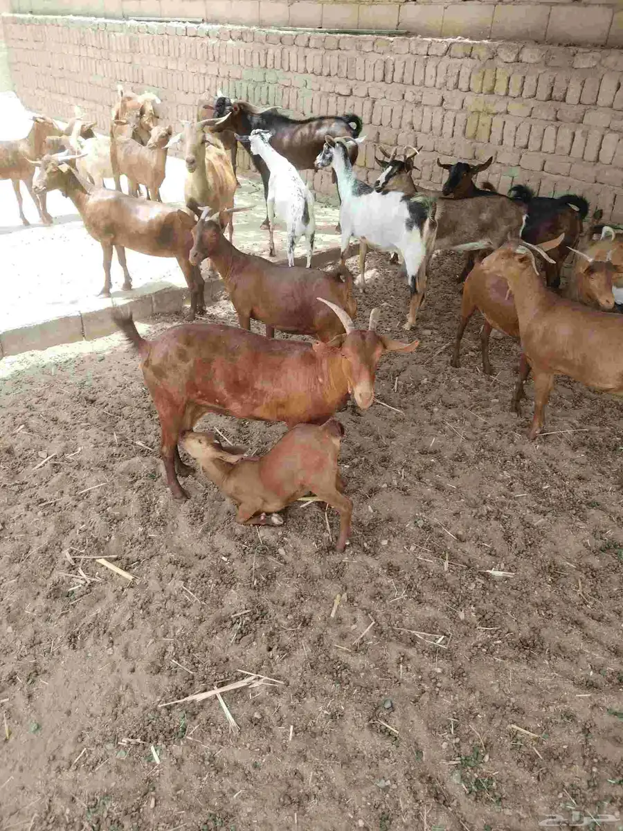 معزاء دهم كفو واغلبها دفع وفيها جفار جاهزه للفحل العدد 34 26