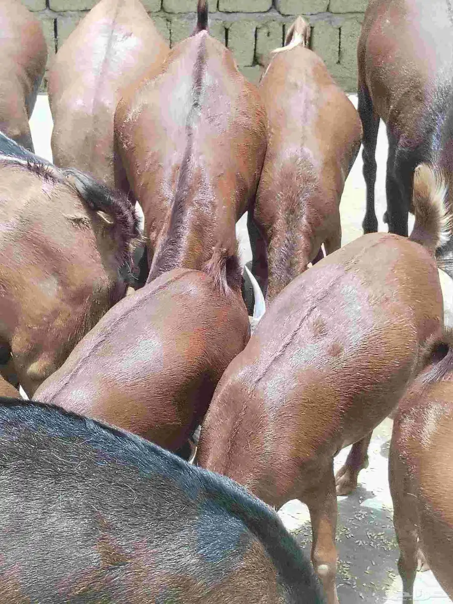 معزاء دهم كفو واغلبها دفع وفيها جفار جاهزه للفحل العدد 34 0