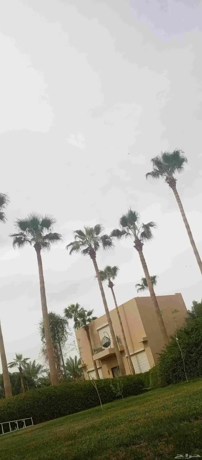 تكريب وتنظيف وشذاب نخل العربي ول واشنطونيا 2