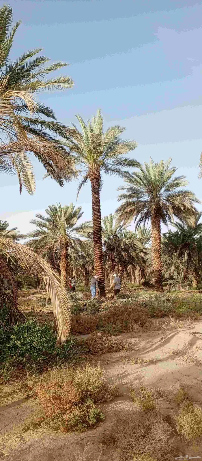 تكريب وتنظيف وشذاب نخل العربي ول واشنطونيا 1