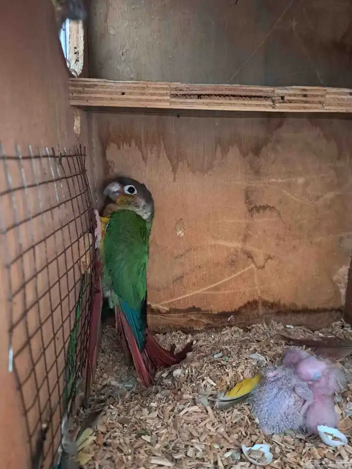 جوز كنيور بفروخه تم البيع 0