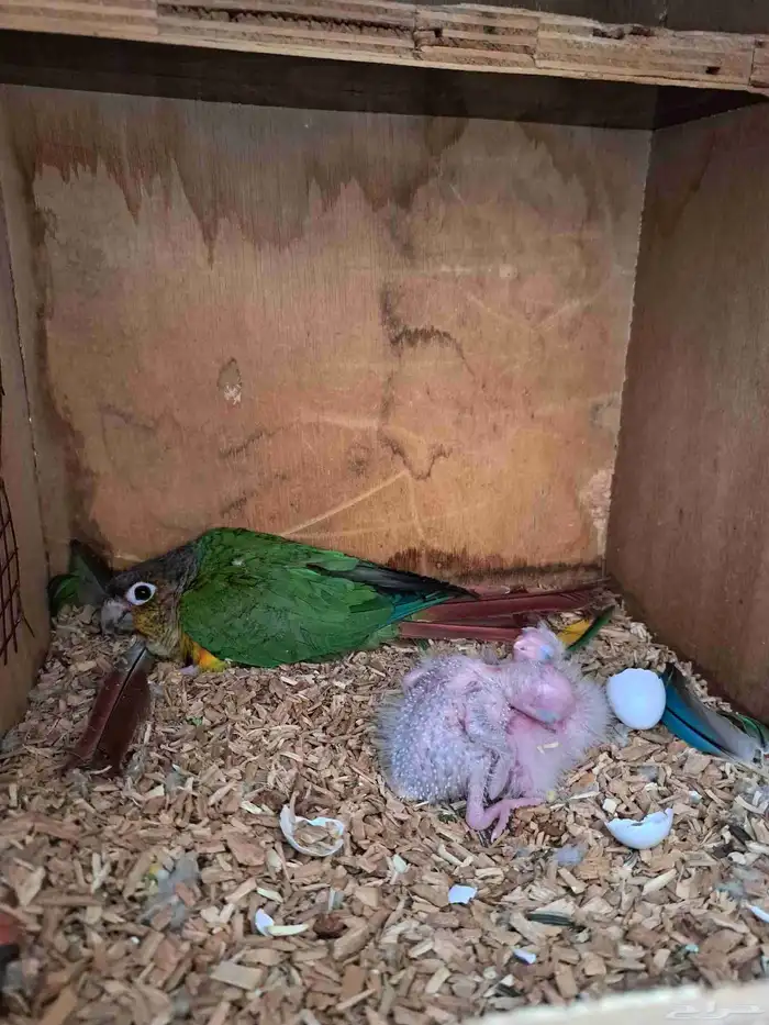 جوز كنيور بفروخه تم البيع 1