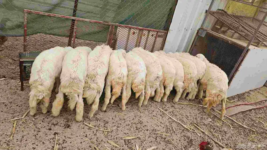 ذبايح للبيع طليان ورخال 0