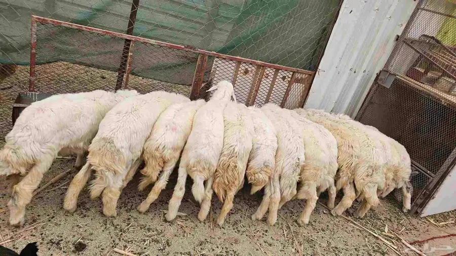 ذبايح للبيع طليان ورخال 1